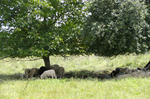 Bild von Schafen unter einem Baum
