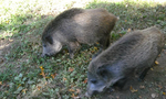 Bild zweier Wildschweine