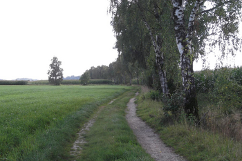 Birkenallee bei Anzing