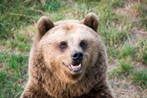 Bild eines Bären im Wildpark Poing