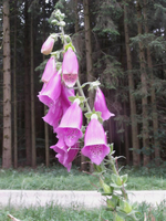 Bild der Pflanze Digitalis Purpurea